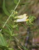 Melampyrum pratense