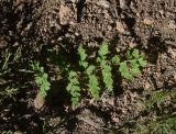 Cystopteris fragilis. Сорванная вайя. Турция, ил Ван, р-н Битлис, СВ участок борта кальдеры Немрут, нижняя часть склона, в трещине скалы на теневом участке ок. Juniperus polycarpos. 21 мая 2025 г.