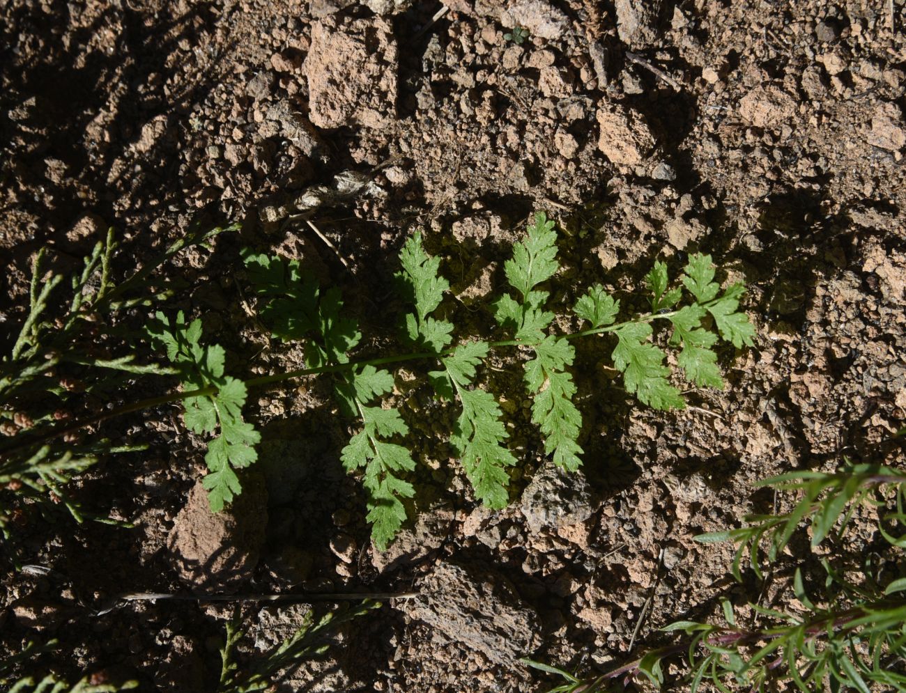 Изображение особи Cystopteris fragilis.