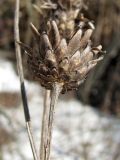 Centaurea scabiosa. Нижняя сторона корзинки прошлогоднего соплодия. Смоленская обл., Смоленский р-н, доломитовый холм в окр. пос. Каспля. 03.04.2011.