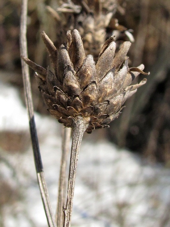 Изображение особи Centaurea scabiosa.