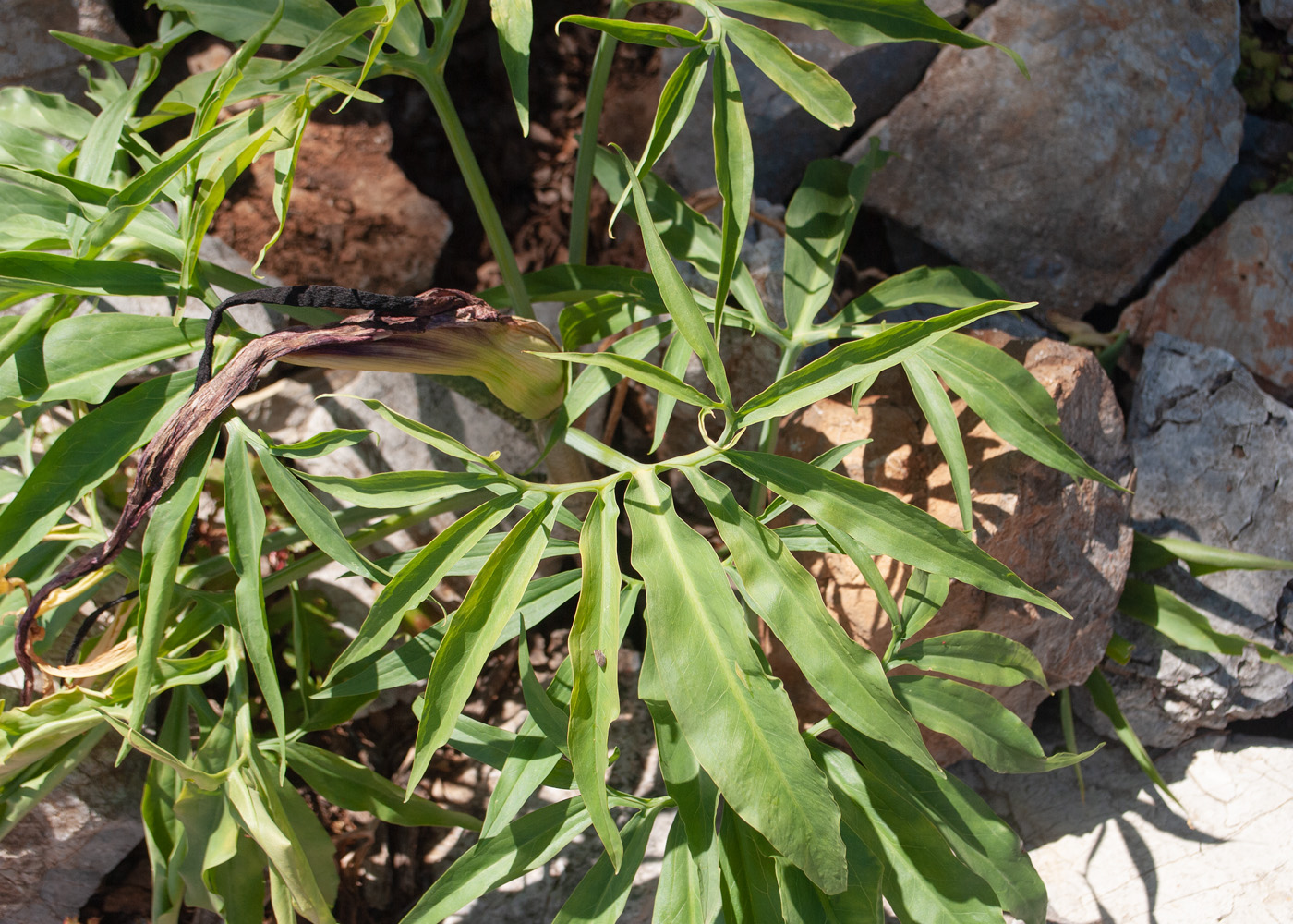 Изображение особи Dracunculus vulgaris.