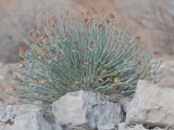 Anabasis truncata