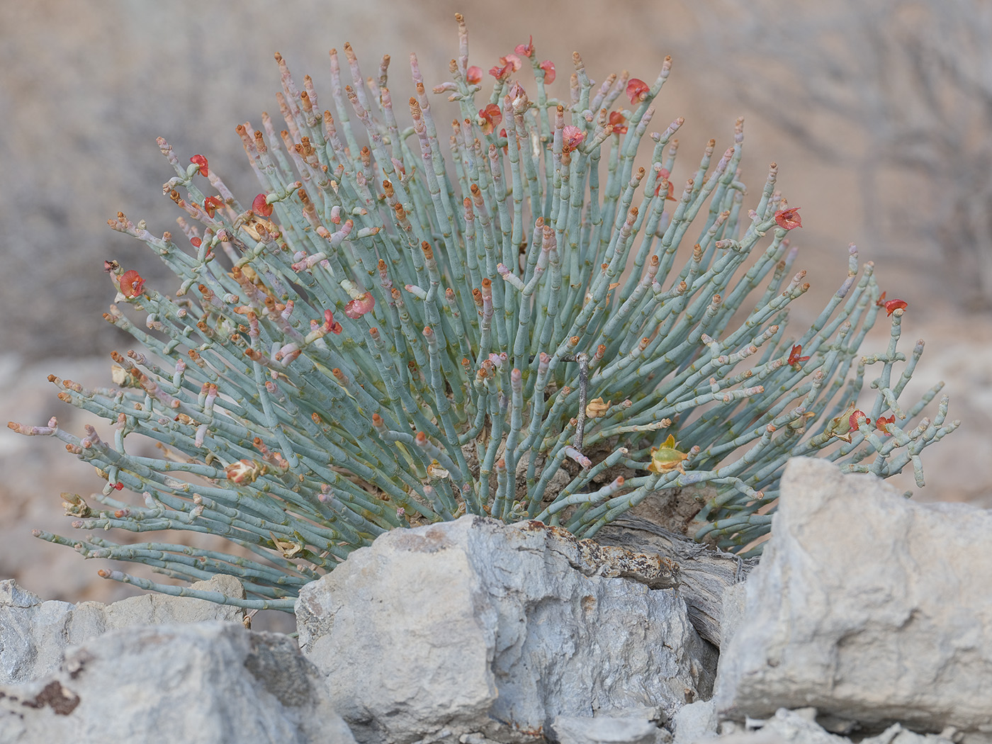 Image of Anabasis truncata specimen.