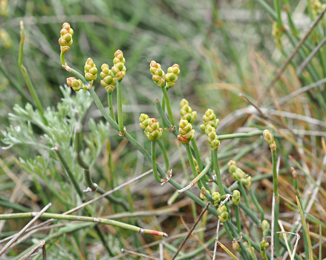 Image of Ephedra distachya specimen.