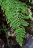 Polystichum setiferum. Верхушка вайи. Португалия, округ Лиссабон, г. Синтра, в парке. 05.08.2025.