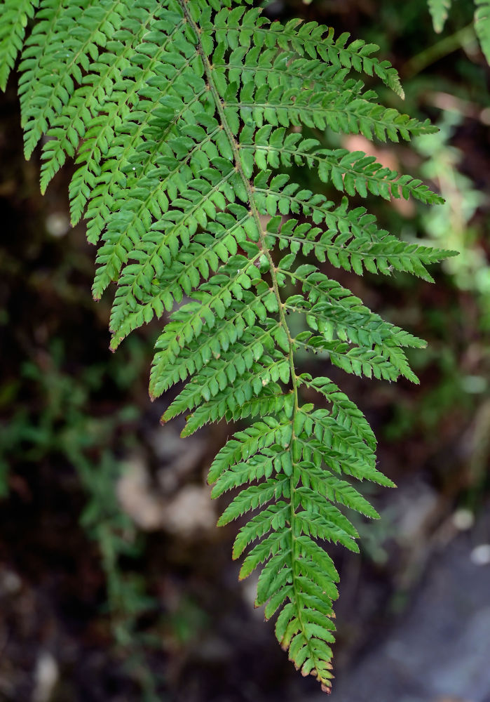 Изображение особи Polystichum setiferum.