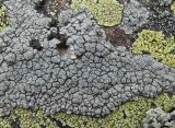 Lecanora rupicola