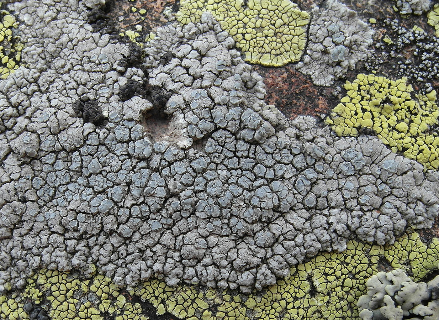 Image of Lecanora rupicola specimen.