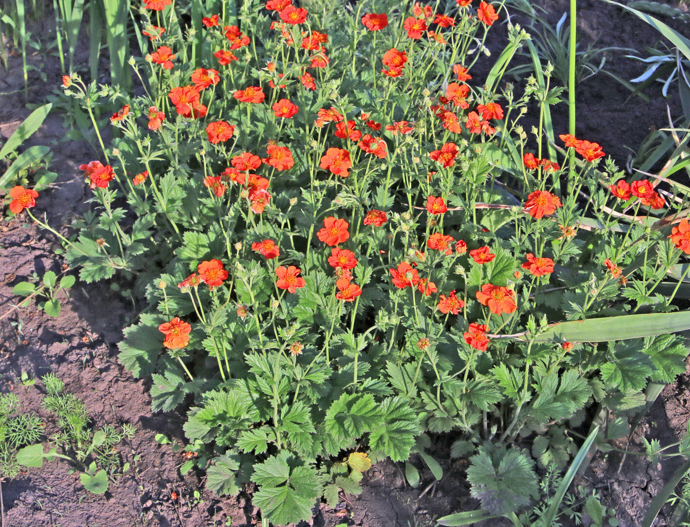 Image of Geum quellyon specimen.