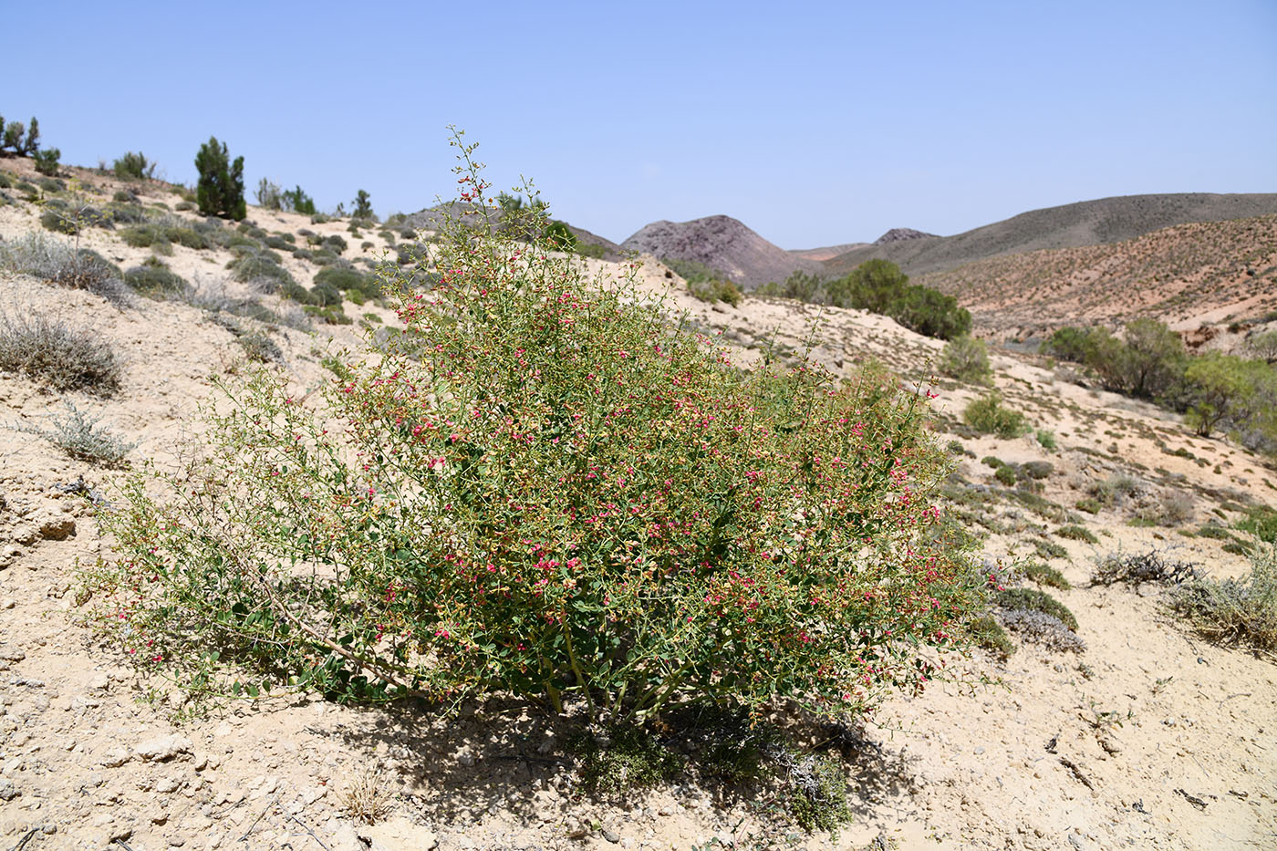 Image of Alhagi pseudalhagi specimen.