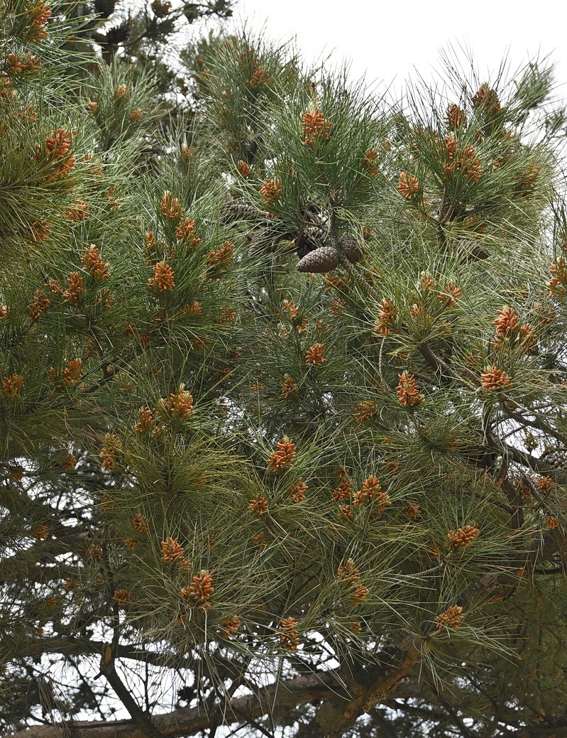 Изображение особи род Pinus.