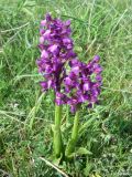 Anacamptis morio subspecies caucasica. Цветущие растения. Крым, Байдарская долина, окр. с. Тыловое. 01.05.2010.