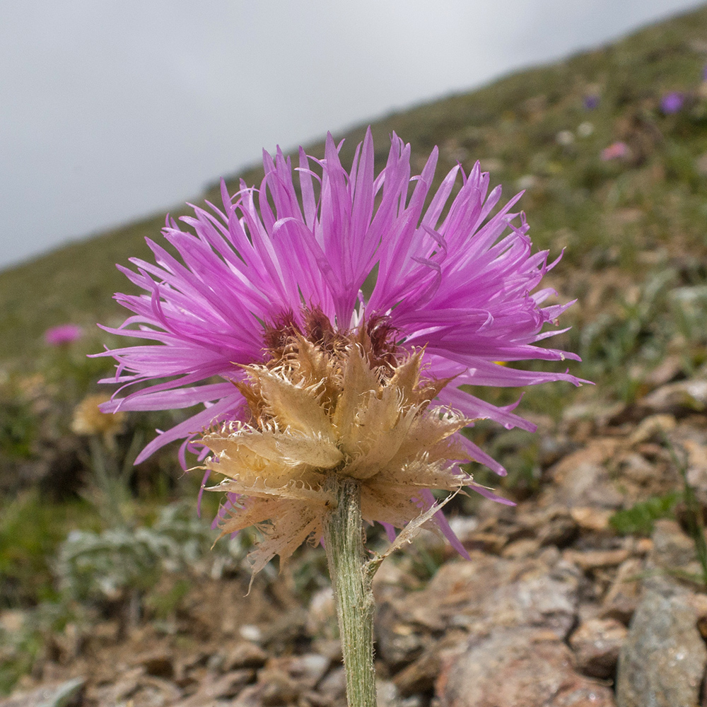 Image of Psephellus caucasicus specimen.