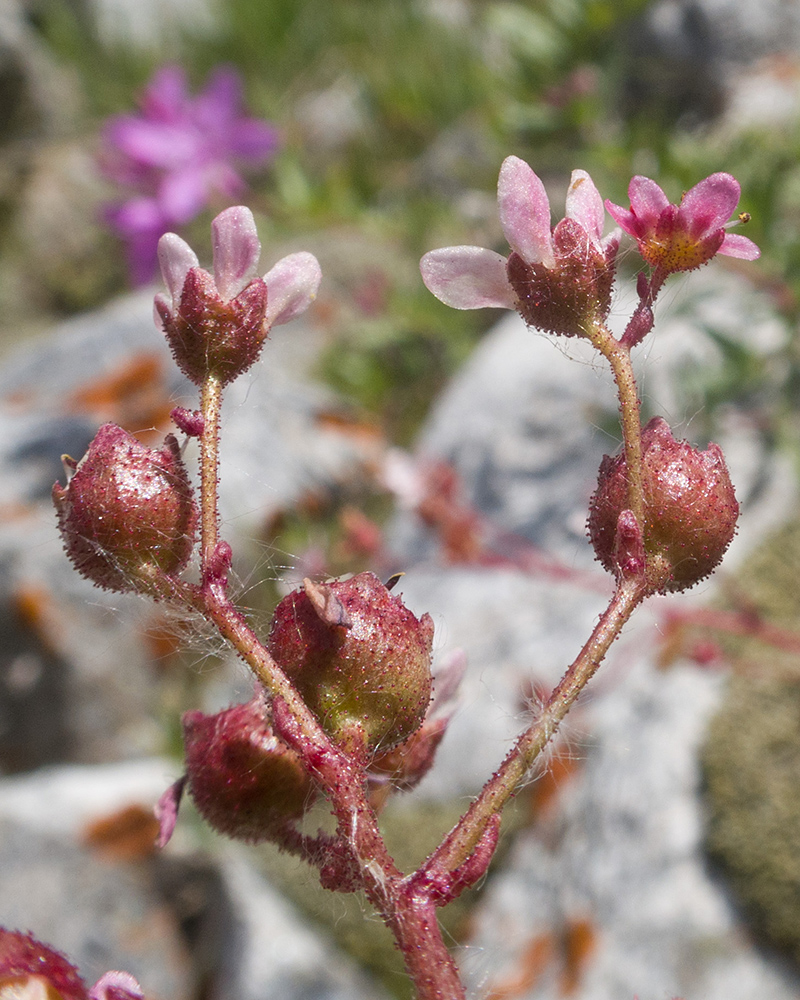 Image of Saxifraga kolenatiana specimen.