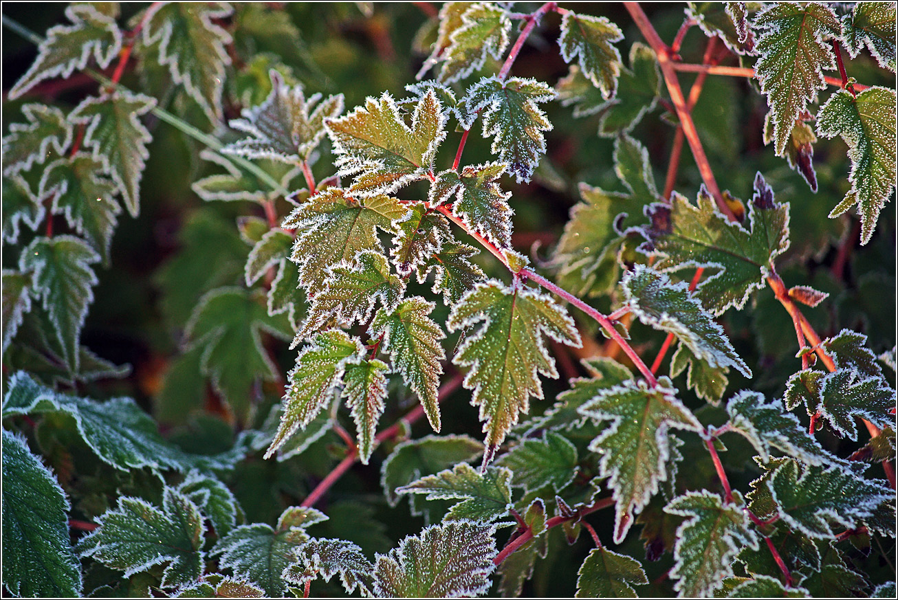 Image of Stephanandra incisa specimen.