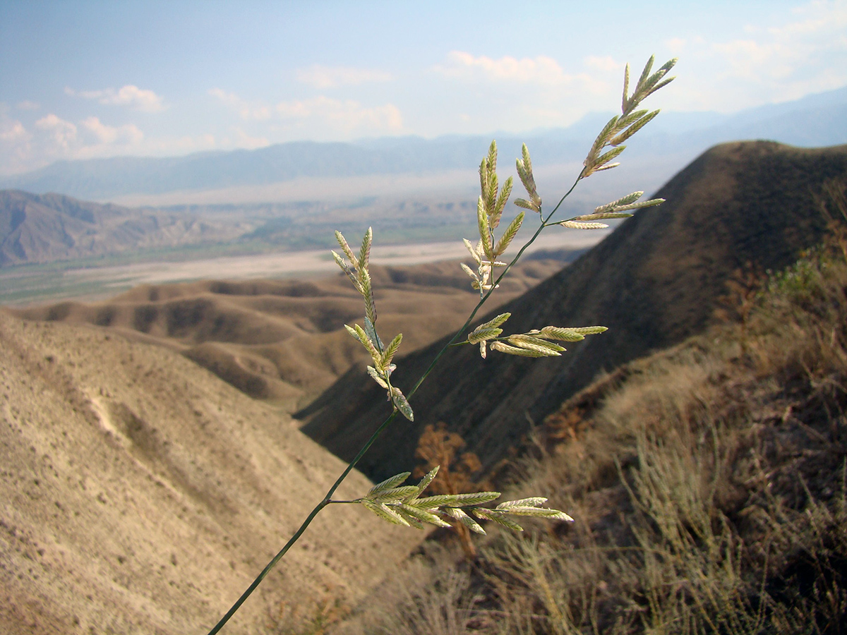 Image of Eragrostis cilianensis specimen.