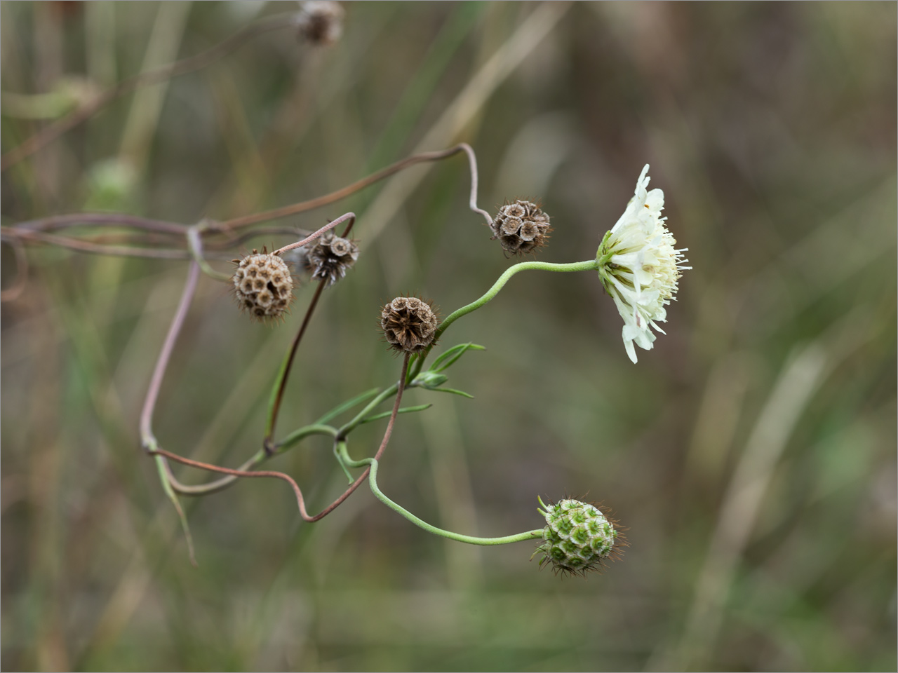 Изображение особи семейство Dipsacaceae.