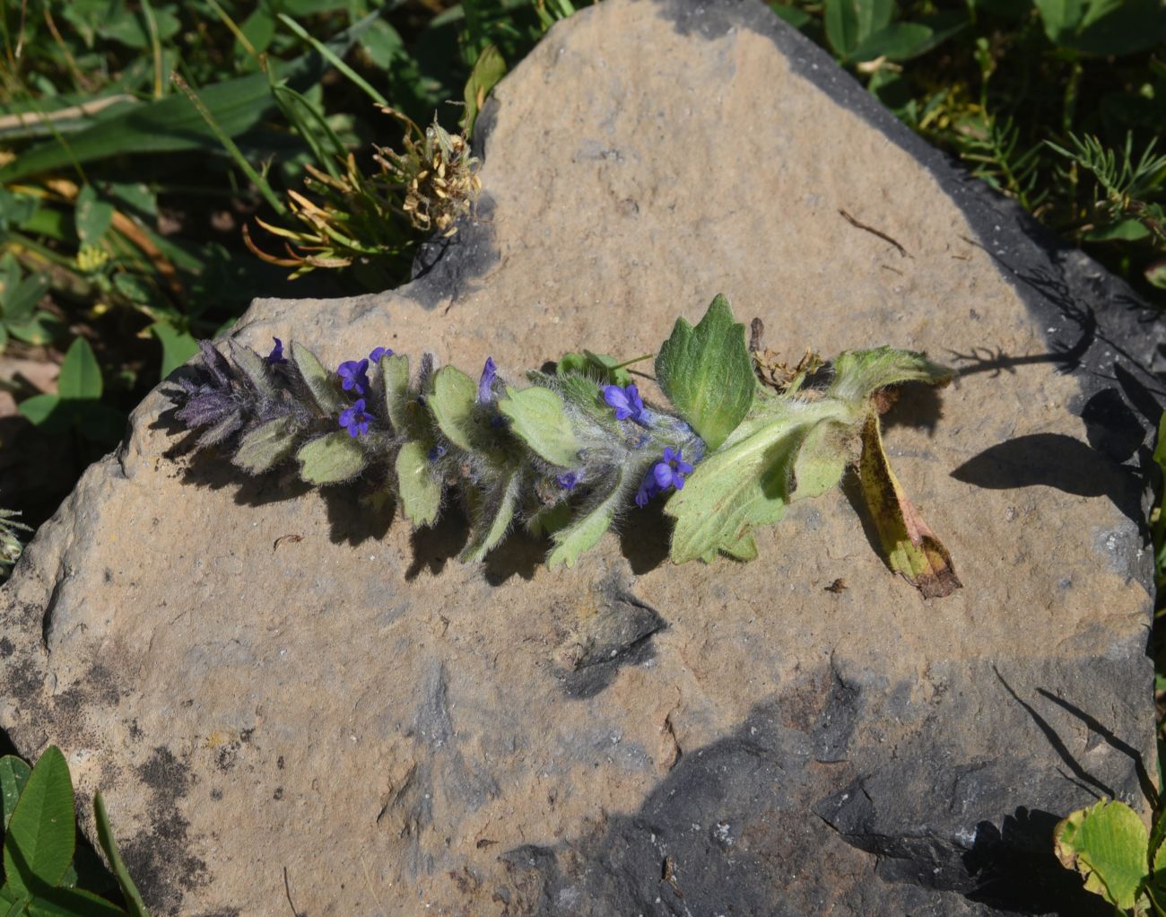 Image of Ajuga orientalis specimen.