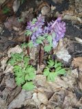 Corydalis solida