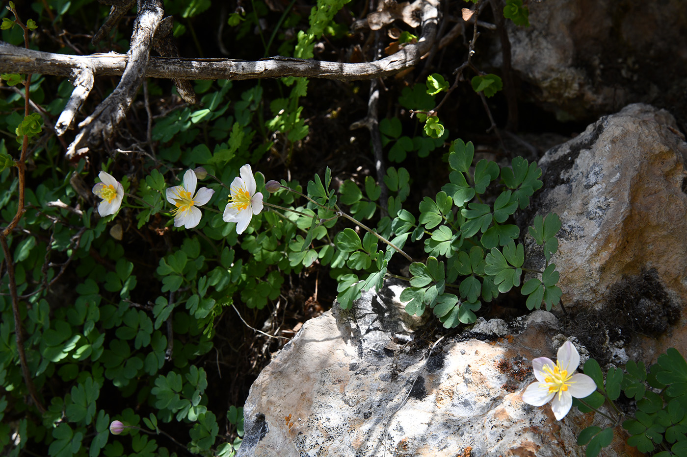 Image of Paropyrum anemonoides specimen.