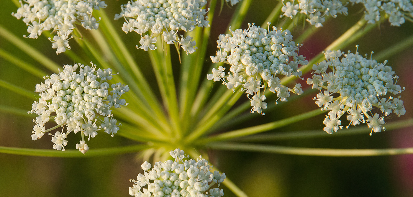 Изображение особи семейство Apiaceae.