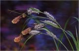 Carex acuta. Верхушки побегов с мужскими и женскими соцветиями. Московская обл., Раменский р-н, окр. дер. Хрипань, садовый участок. 17.05.2026.