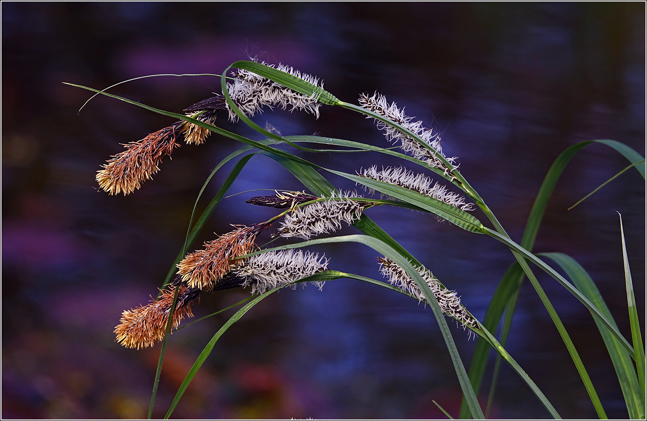 Изображение особи Carex acuta.