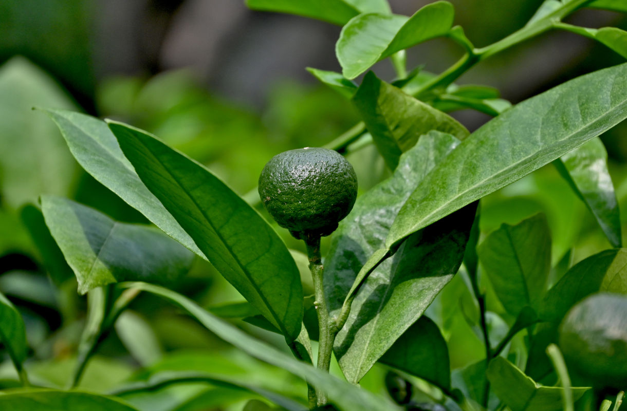Image of Citrus junos specimen.