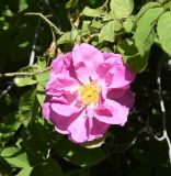 Rosa damascena