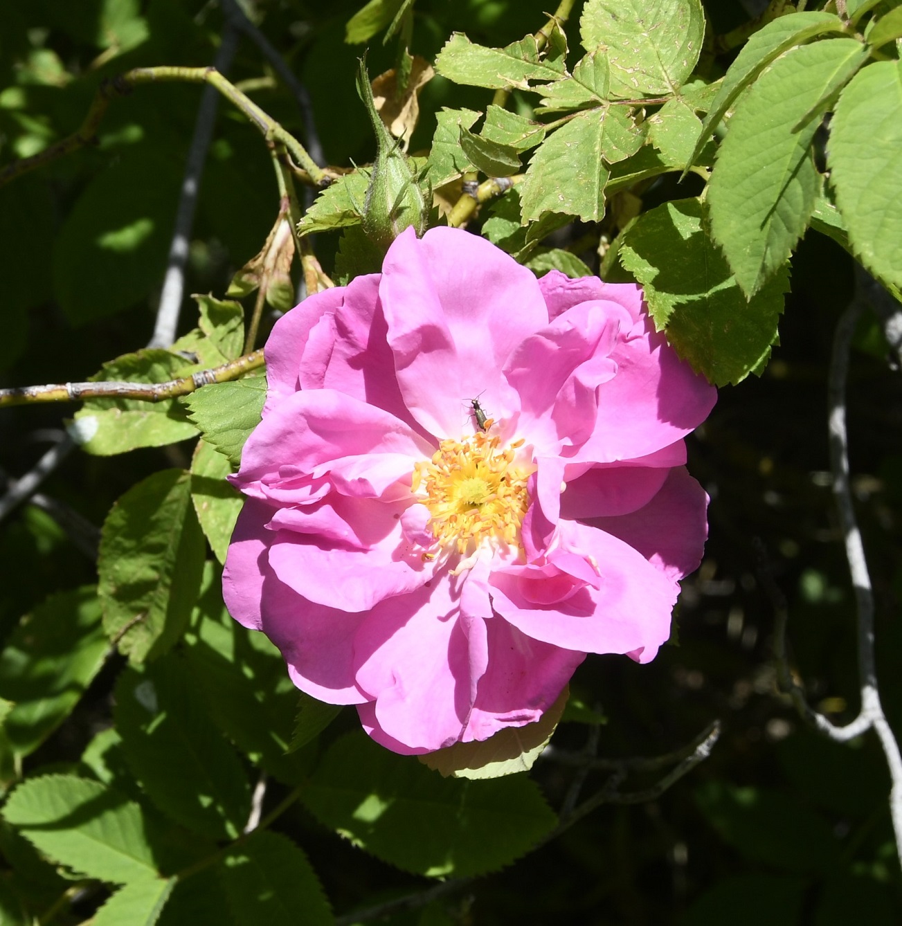 Image of Rosa damascena specimen.