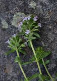 род Thymus