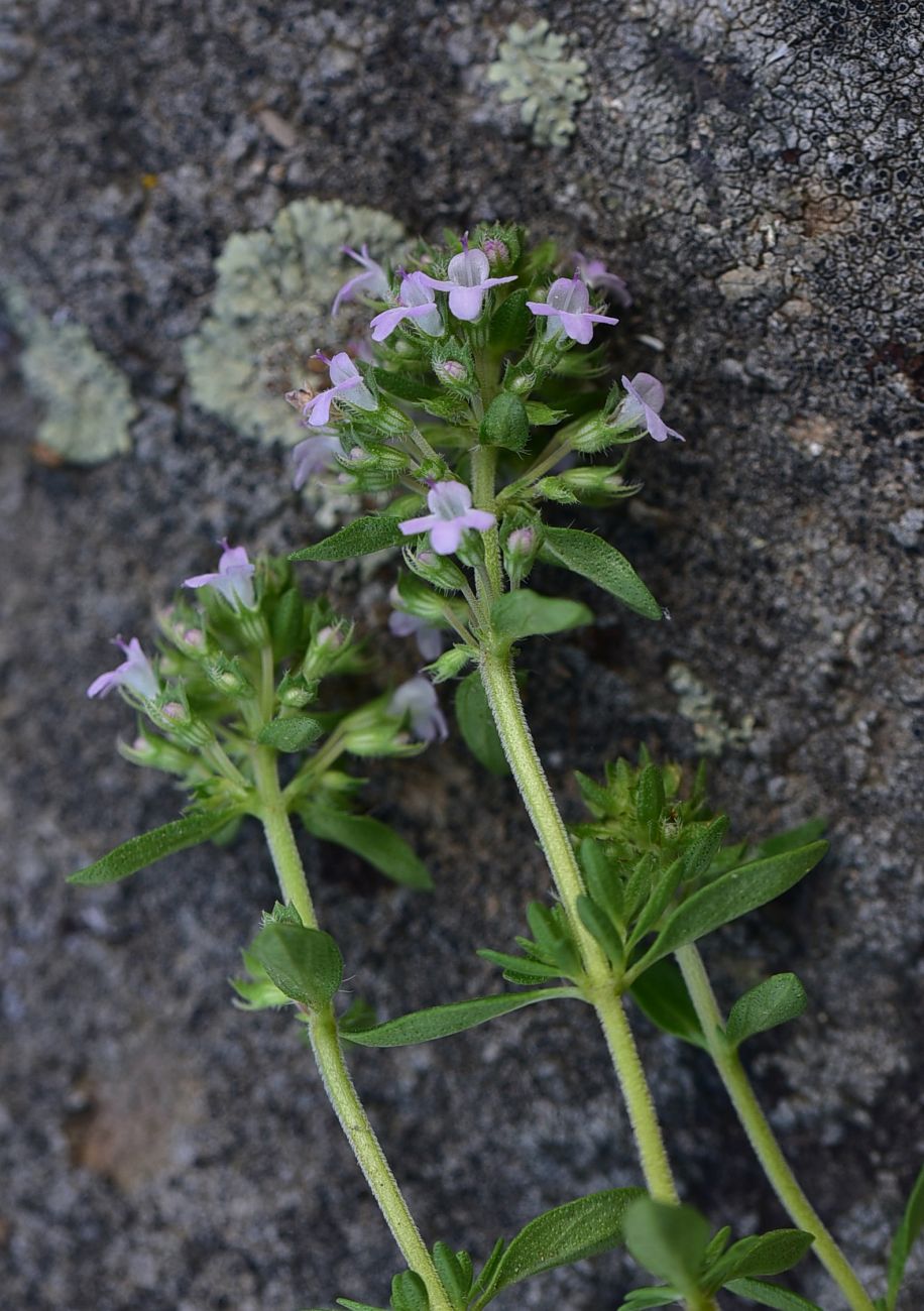 Изображение особи род Thymus.
