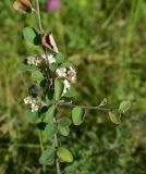 genus Cotoneaster. Часть побега с цветками. Грузия, край Самцхе-Джавахети, Ахалцихский муниципалитет, 400 м от окр. с. Гуркели, левый борт р. Цинубанисцкали, выс. 1050 м н.у.м., горная степь. 8 июня 2026 г.