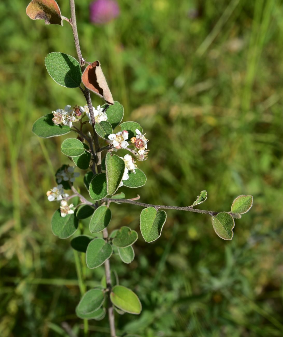 Image of genus Cotoneaster specimen.