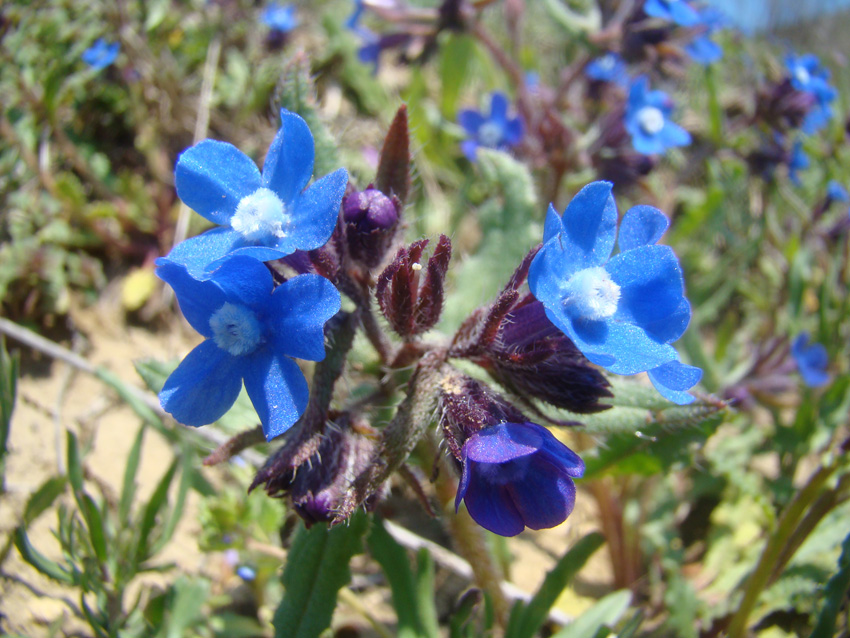 Image of Anchusa pusilla specimen.