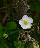 genus Fragaria
