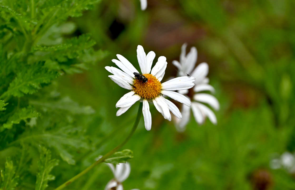 Image of Argyranthemum haematomma specimen.