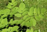 Aruncus sylvestris. Часть листа с отдыхающими мухами. Ленинградская обл., Кировский р-н, пос. Дачное, дол. р. Мга, дачный участок, в культуре. 19.06.2026.