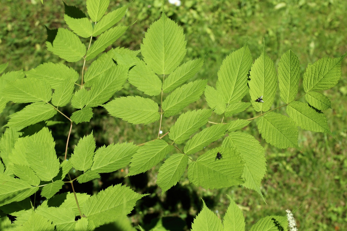Изображение особи Aruncus sylvestris.