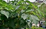 Смотреть изображение Broussonetia papyrifera