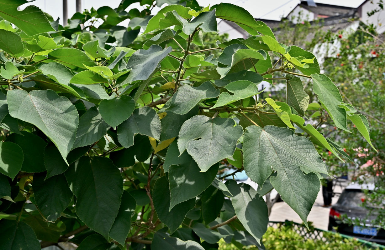 Image of Broussonetia papyrifera specimen.