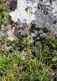 Scirpus maximowiczii