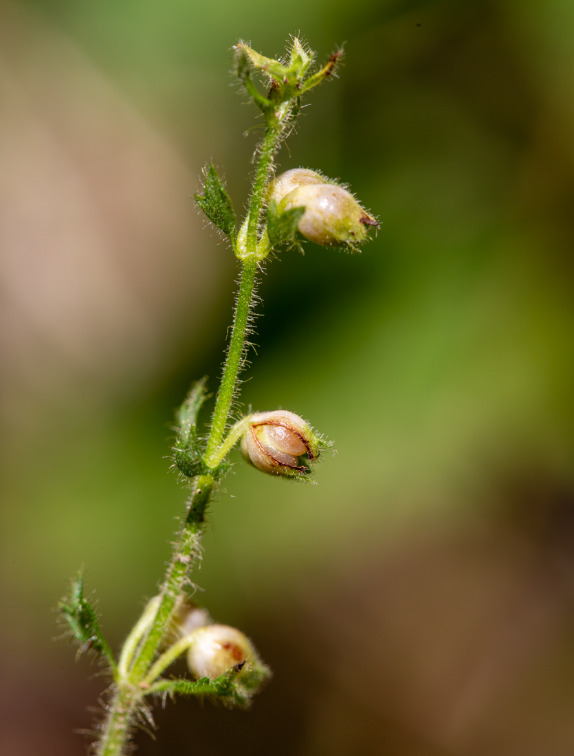 Изображение особи Teucrium maximowiczii.