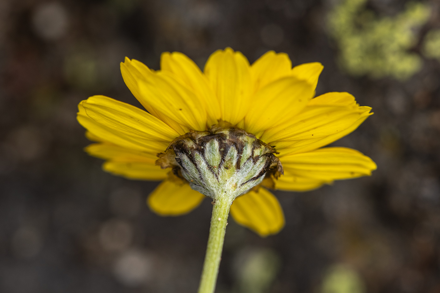 Изображение особи род Anthemis.