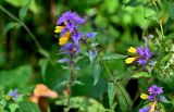 Смотреть изображение Melampyrum nemorosum