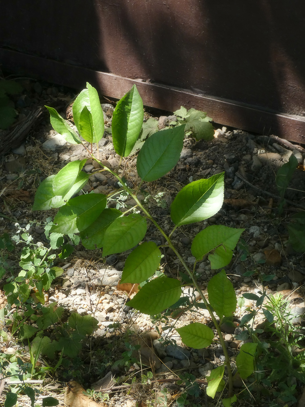 Image of Cerasus vulgaris specimen.