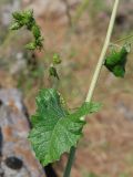 Cousinia umbrosa. Часть стебля с листьями и развивающимися соцветиями-корзинками. Киргизия, г. Ош, Алайский хр., гора Сулейман-Тоо, выс. ≈ 1600 м н.у.м., задернованный склон с обнажениями серого кристаллического известняка. 15 мая 2026 г.
