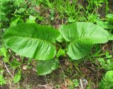 Rumex obtusifolius