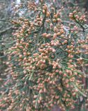 Juniperus virginiana